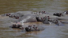 Hippopotamus, hippopotamus amphibius, Group standing in River, Masai Mara park in Kenya, slow motion