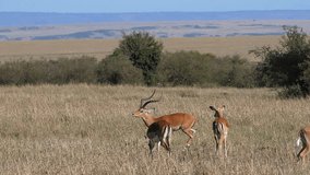 Impala, aepyceros melampus, Male and Females, Masai Mara Park in Kenya, running, slow motion