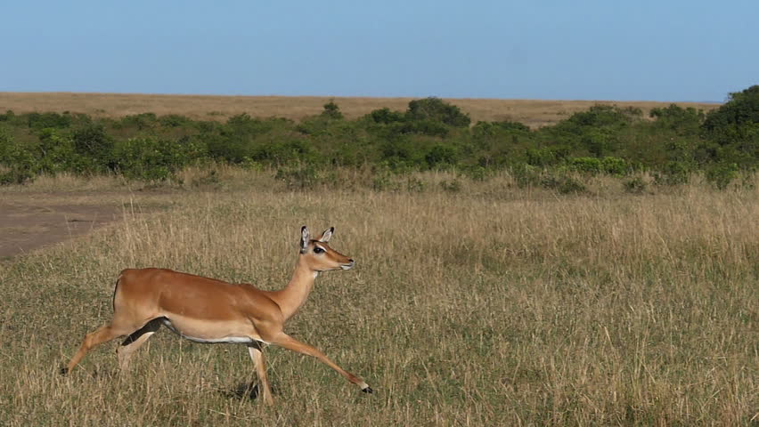 Impala, aepyceros melampus, Females running through savannah, Masai Mara Park in Kenya, slow motion