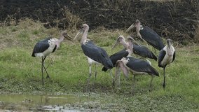 Marabou Stork, leptoptilos crumeniferus, Group Fishing at the Water Hole, Masai Mara Park in Kenya, slow motion