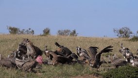 African White Backed Vulture, gyps africanus, spotted Hyena, crocuta crocuta, Group eating on Carcass, Masai Mara Park in Kenya, slow motion