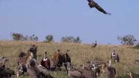 African White Backed Vulture, gyps africanus, Ruppell's Vulture, gyps rueppelli, Black-backed jackal , canis mesomelas, spotted Hyena, crocuta crocuta, Group eating on Carcass, Masai Mara Park in Keny