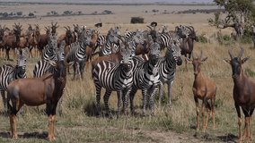 Topi, damaliscus korrigum, Grant's Zebra, Group in Savannah, Masai Mara Park in Kenya, slow motion