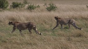 Cheetah, acinonyx jubatus, Adults walking through Savannah, Masai Mara Park in Kenya, slow motion