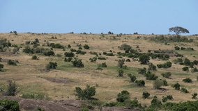 Landscape, savannah, Masai Mara Park, Kenya, Slow Motion