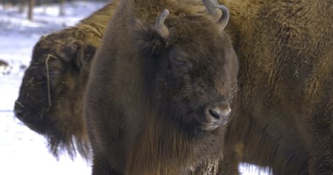 Camera tracks bison as it walks past another bison.