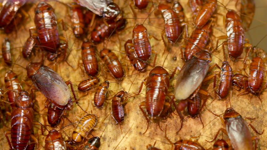American cockroaches. Periplaneta americana.  HD 1080p.