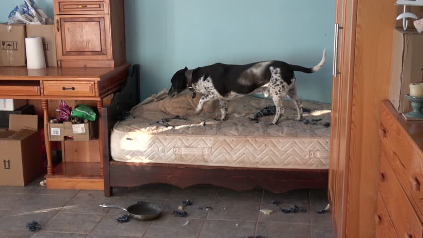 king size bed with dog insert