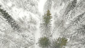 Top down aerial drone view of the snow-covered woods after a snowfall. Person hiking walking snow forest aerial video 4K. Winter tourism concept.