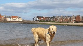 Golden Labrador on the beach HD footage