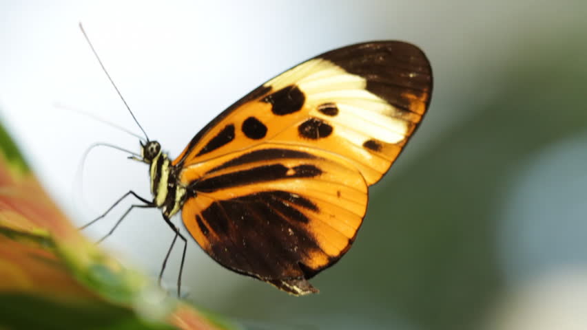 Longwing Butterfly feeding on nectar. HD 1080p