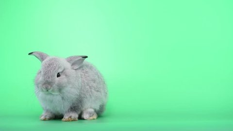 Cute light gray bunny rabbit on green screen background with stand up action to clean its foot. Concept of easter animal with cute and lovely action and for insert footage.