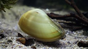 Video of painter's mussel, Unio pictorum, a species of medium-sized freshwater mussel, aquatic bivalve mollusk, river mussel, closeup view in freshwater temperate river biotope aquarium