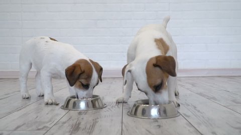 Two dogs eating food from bowl