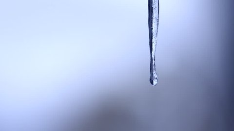 Close up of suspended single icicle melting in UK winter with water droplets dripping as ice melts in rising temperatures. Neutral out of focus background, shallow depth of field. 