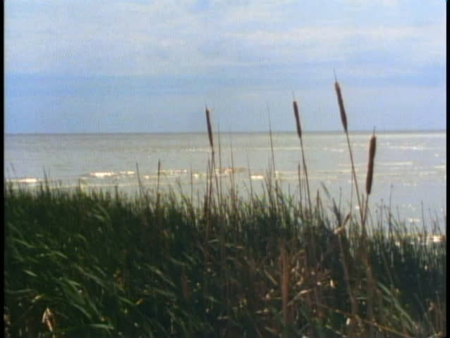 WINNIPEG, MANITOBA, 1990, Winnipeg Beach, lake, reeds waving in the breeze
