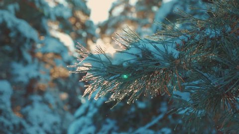 pine tree branch sunlight glare winter landscape during sunset. winter pine the sun forest in the snow sunlight movement. frozen frost Christmas New Year tree. concept lifestyle new year winter . slow