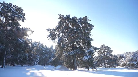 Frozen winter forest with snow covered trees. slow motion video. winter pine forest in the snow sunlight movement. frozen frost Christmas New lifestyle Year tree. concept new year winter. Pine trees