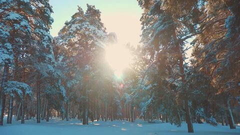Fantastic winter landscape during sunset. winter pine the sun forest in the snow sunlight movement. frozen frost Christmas New Year tree. lifestyle concept new year winter. slow motion video. Pine