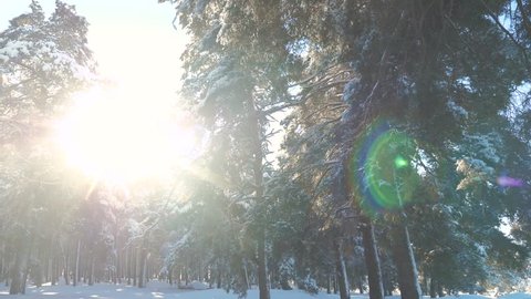 Fantastic winter landscape during sunset. winter pine the sun forest in the snow sunlight movement. frozen frost Christmas New Year tree. concept new year lifestyle winter. slow motion video. Pine