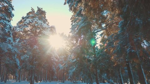 Fantastic winter landscape during sunset. winter pine the sun forest in the snow sunlight movement. frozen frost Christmas New Year tree. concept new year winter . slow motion video. Pine lifestyle