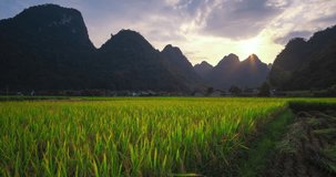 Time lapse sunset sky video landscape. Rice field in village at Cao Bang, Vietnam. Royalty high-quality free stock time lapse video footage sunset sky rice fields harvest season at village mountain