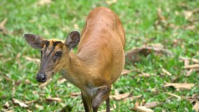 Wild animal female Deer in nature the national park forest Thailand - Video footage 4k