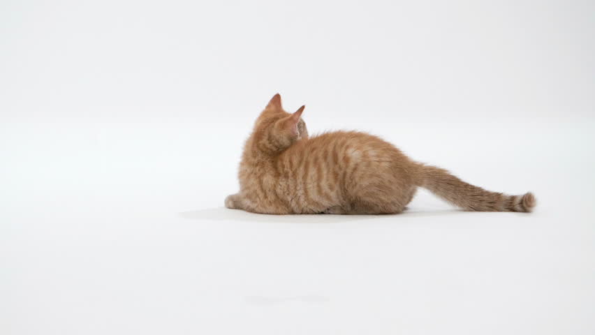Kitten plays in studio in slow motion
