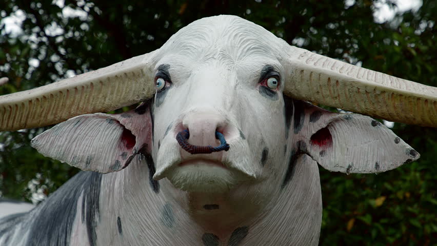 Tedong Bonga, buffalo toraja a buffalo, Sulawesi, Indonesa, Mai 2018