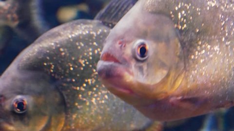 Red-bellied piranha, also known as the red piranha close up (Pygocentrus nattereri)