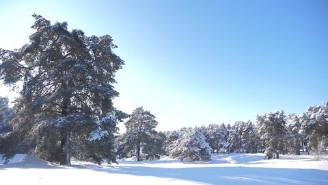 Frozen winter forest with snow covered trees. slow motion video. winter pine forest in the snow sunlight movement. frozen frost Christmas New Year tree. concept lifestyle new year winter. Pine trees
