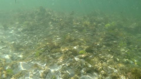 Cove, Cottesloe, Perth, Western Australia - February 3, 2019: A school of blowfish swim in unison over the reef within the Cottesloe Fish Habitat Protection Area