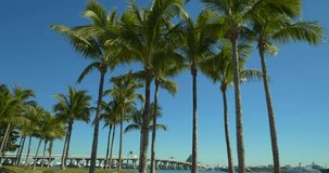 Ground motion footage palm trees on blue sky in Miami 4k 60p