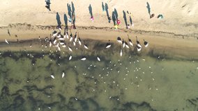 People feeding swans and seagulls on the sea coast in Varna, Bulgaria, aerial video