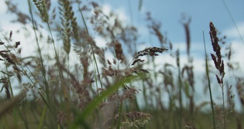 Wheat field in the UK