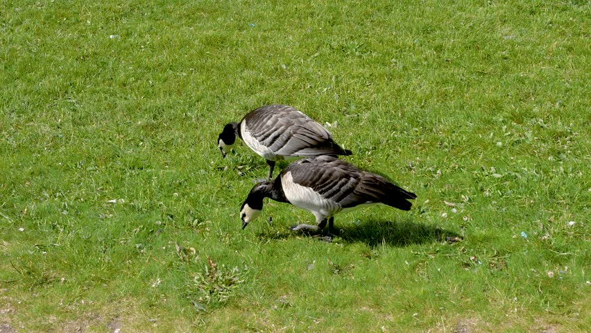 Two adult canadian goose pecking green grass in the field, summer sunny day