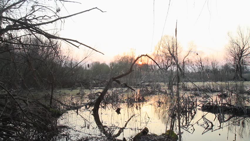 sunset in the spring swamp