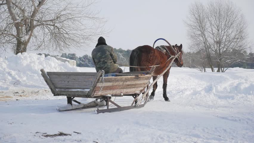 Horse pulling sleigh in winter. Old winter transport. Concept of hard working animals. Man sitting in wooden cart pulled by one horse.
