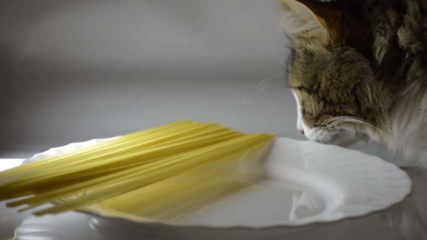 the cat is studying spaghetti in a plate