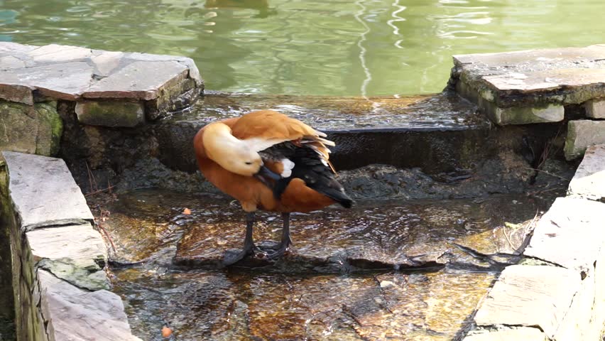 The Elizabeth duck is a very beautiful breed of domestic duck originating in Australia. wild, natural environment
