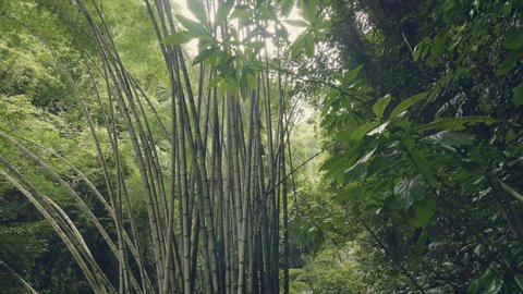 Cereus Repandus Cereus Peruvianus Giant Stock Footage Video 100 Royalty Free 18828857 Shutterstock