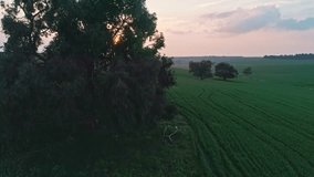 Slow Aerial shot flying over a green wheat field during sunset