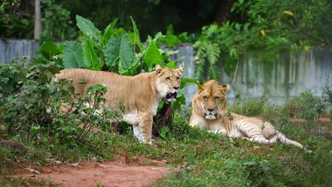 A male liger and a female liger.They are mating. The liger is a hybrid offspring of a male lion  and a female tiger. Ligers have a tiger-like striped pattern.