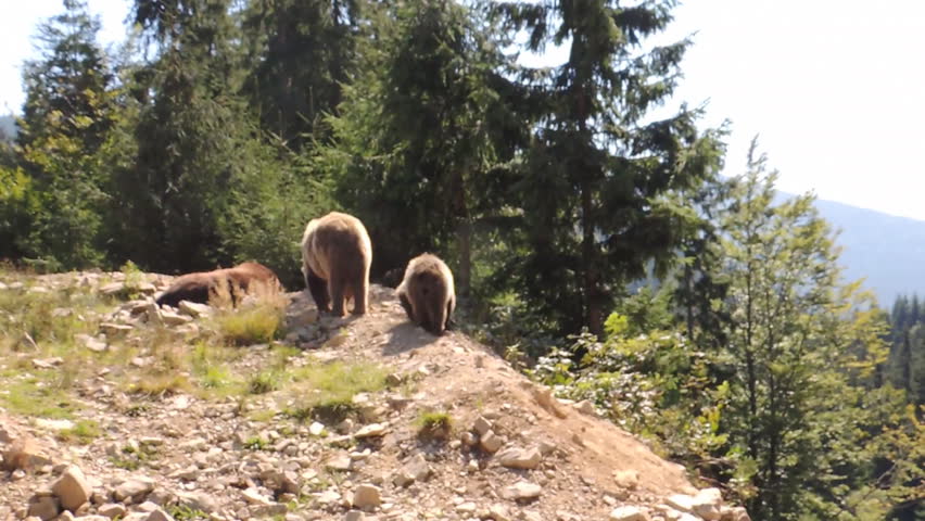 Bear male, mother bear and bear cub in nature habitat at the mountain forest