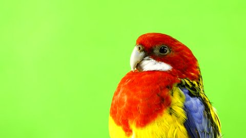 portrait rosella parrot isolated on green screen 