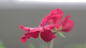 Flower with rain drops