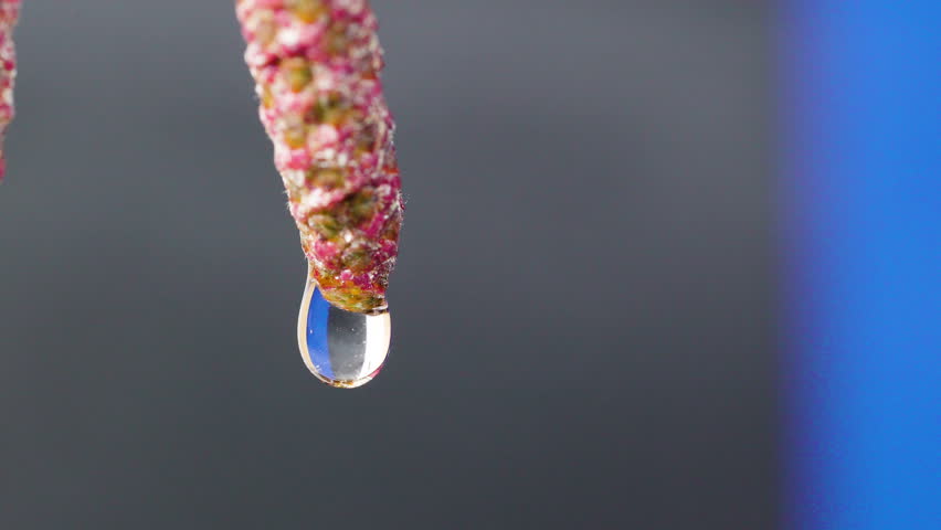 The tiny water droplet on the male catkins plant on a macro shot also known as the Almus incana plant