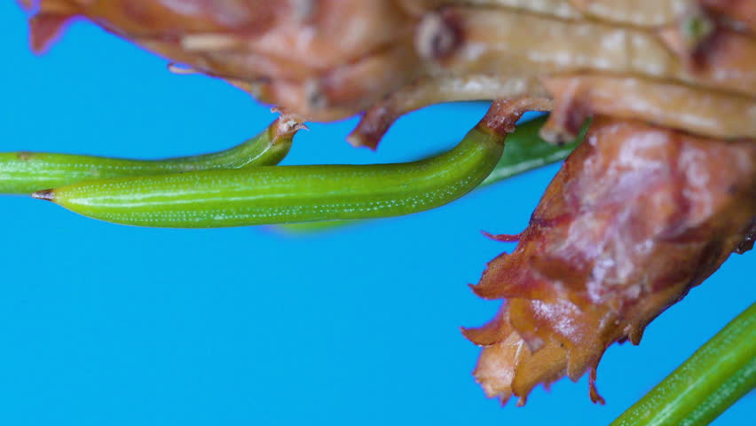 Green spikes of the leaves of the spruce tree on a macro shot with the brown stalk on it