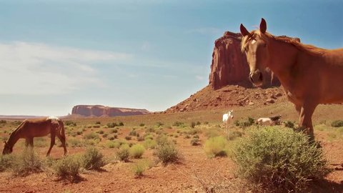 Wild horses in the Monument Valley, Arizona-Utah, July 2017. 
