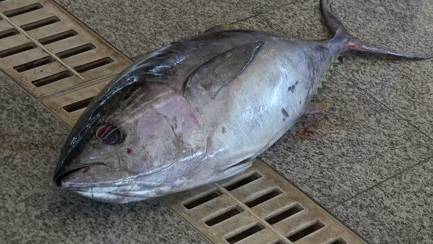 SULTANATE of OMAN,Sohar City,January 2019, Fish market on every Friday, 
new building, really clean, Offer fresh sea fish,tuna,